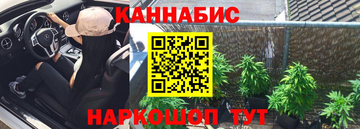 Конопля сатива  Каннабис планчик  Таганрог  Вход с VPN  Бошки марихуана индика 